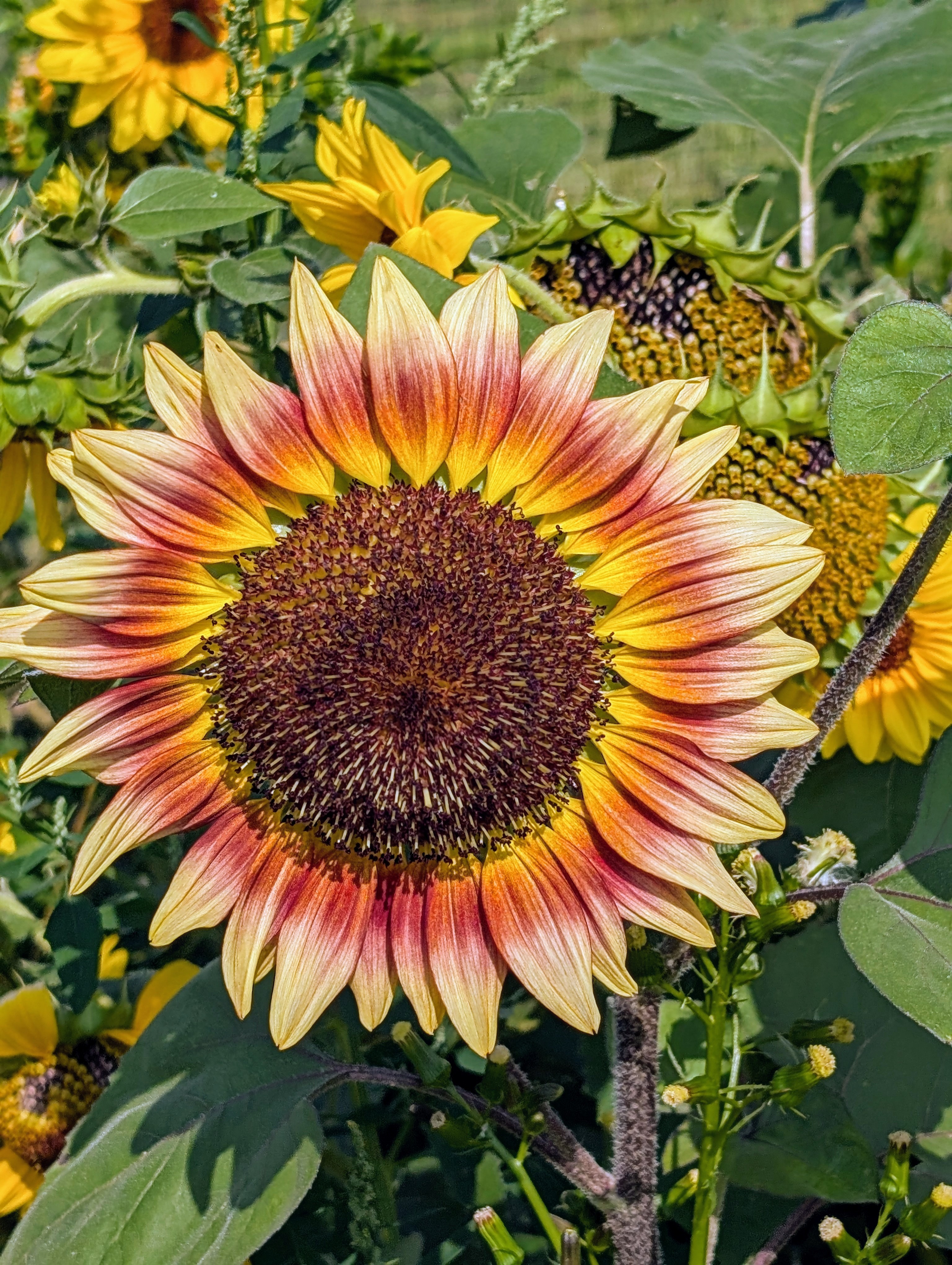 Sunflower